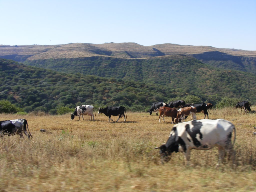 ولاية صلالة